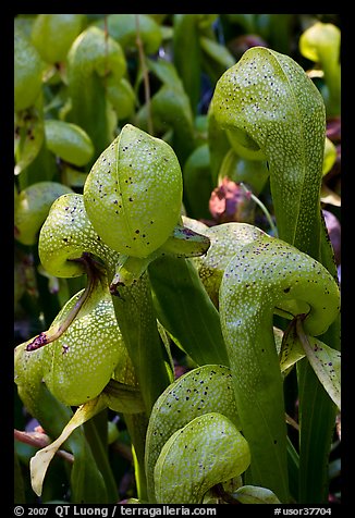 Close up of Californica Darlingtonia carnivorous plants. Oregon, USA (color)