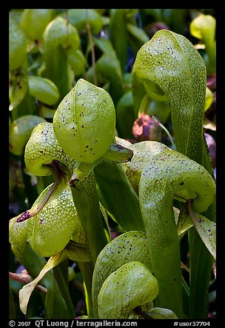 Close up of Californica Darlingtonia carnivorous plants. Oregon, USA