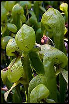 Close up of Californica Darlingtonia carnivorous plants. Oregon, USA