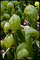 Close up of Californica Darlingtonia carnivorous plants. Oregon, USA (color)