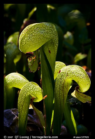 Close up of cobra-lilies (Californica Darlingtonia). Oregon, USA