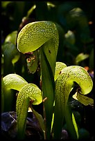 Close up of cobra-lilies (Californica Darlingtonia). Oregon, USA