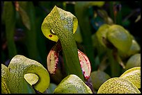 Close up of pitcher plants (Californica Darlingtonia). Oregon, USA