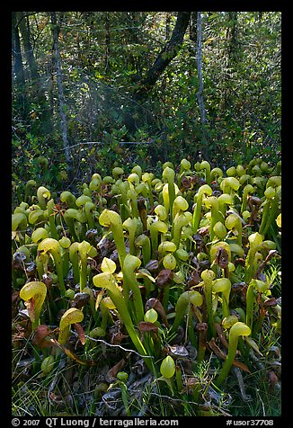 Cobra orchids (Californica Darlingtonia) and forest. Oregon, USA