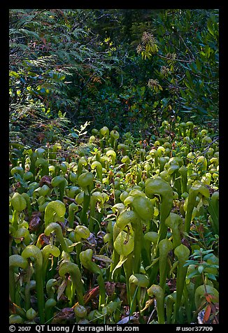 Dense patch of cobra orchids carnivorous plants  (Californica Darlingtonia). Oregon, USA