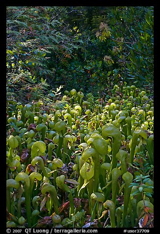 Dense patch of cobra orchids carnivorous plants  (Californica Darlingtonia). Oregon, USA (color)