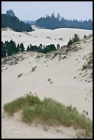 Grasses, trees, and dunes, Oregon Dunes National Recreation Area. Oregon, USA ( color)