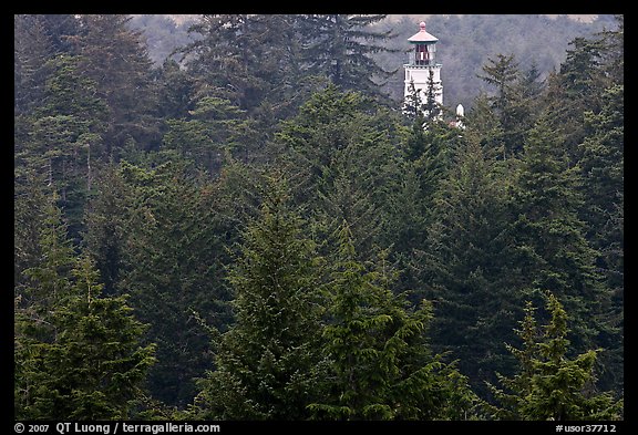 Spruce-Hemlock forest and Umpqua River Lighthouse. Oregon, USA