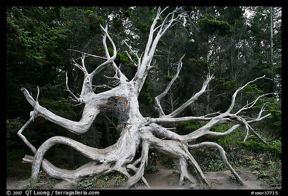 Uprooted tree skeleton, Shore Acres. Oregon, USA (color)