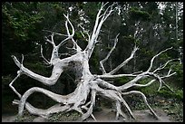 Uprooted tree skeleton, Shore Acres. Oregon, USA (color)