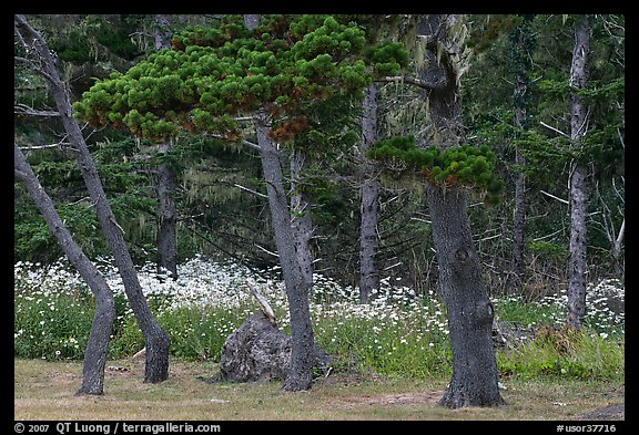 Trees and wildflowers, Shore Acres. Oregon, USA (color)