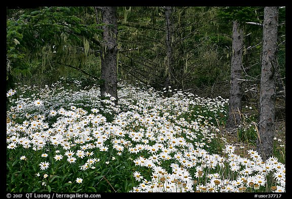 Daisies in dark forest, Shore Acres. Oregon, USA (color)