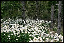 Daisies in dark forest, Shore Acres. Oregon, USA