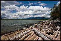 Crane Praire Reservoir and logs. Oregon, USA