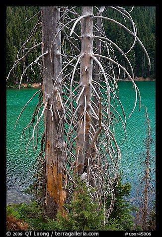 Bare tree trunks and emerald waters, Devils Lake. Oregon, USA