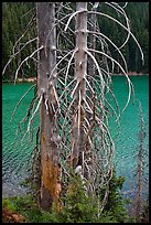 Bare tree trunks and emerald waters, Devils Lake. Oregon, USA