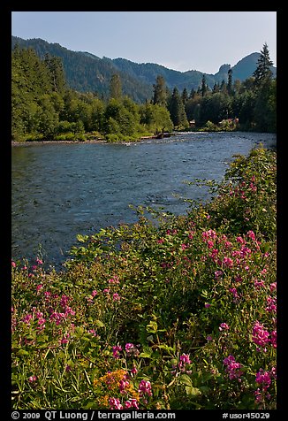 Flowers near McKenzie River. Oregon, USA (color)