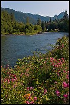 Flowers near McKenzie River. Oregon, USA ( color)