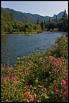 Flowers near McKenzie River. Oregon, USA