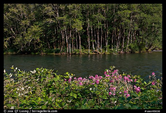 Flowers, McKenzie river, and trees. Oregon, USA