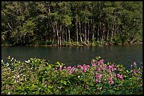 Flowers, McKenzie river, and trees. Oregon, USA ( color)