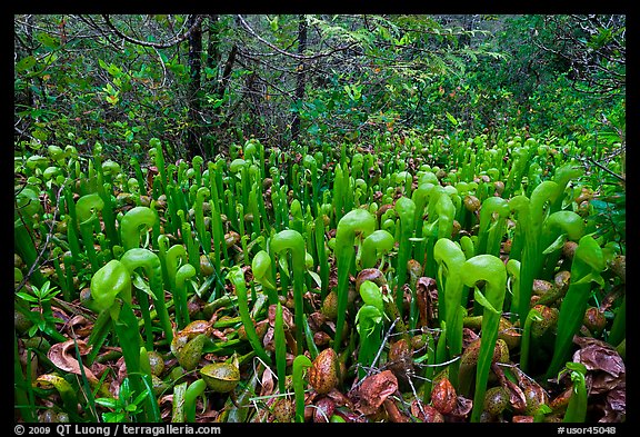 Californica Darlingtonia. Oregon, USA