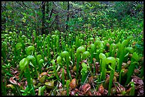 Californica Darlingtonia. Oregon, USA ( color)