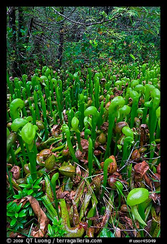 Pitcher plants. Oregon, USA (color)