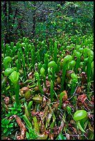 Pitcher plants. Oregon, USA ( color)