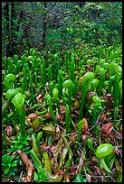 Pitcher plants. Oregon, USA ( color)