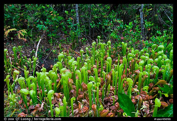 Cobra orchids. Oregon, USA