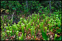 Cobra orchids. Oregon, USA ( color)