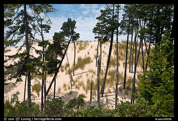 Pine trees and dunes, Oregon Dunes National Recreation Area. Oregon, USA