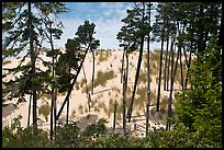 Pine trees and dunes, Oregon Dunes National Recreation Area. Oregon, USA (color)