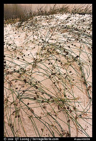 Dunegrass, Oregon Dunes National Recreation Area. Oregon, USA (color)