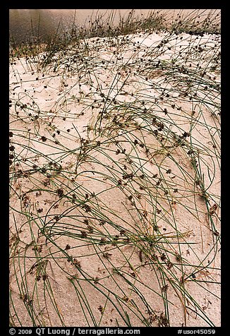 Dunegrass, Oregon Dunes National Recreation Area. Oregon, USA