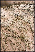 Dunegrass, Oregon Dunes National Recreation Area. Oregon, USA (color)