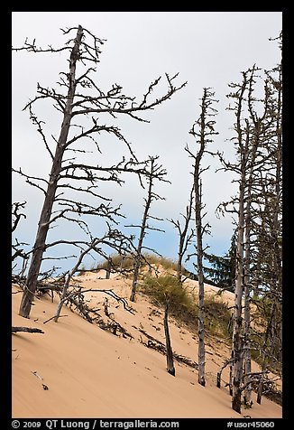 Tree skelons on dunes, Oregon Dunes National Recreation Area. Oregon, USA (color)