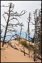 Tree skelons on dunes, Oregon Dunes National Recreation Area. Oregon, USA