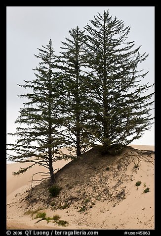 Pine trees on Umpqua dunes, Oregon Dunes National Recreation Area. Oregon, USA