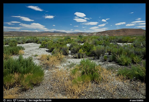 Shrubs in Eastern Oregon high desert. Oregon, USA