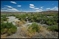 Shrubs in Eastern Oregon high desert. Oregon, USA (color)