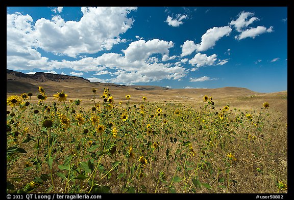 Sunflowers and grasslands. Oregon, USA