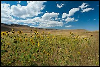 Sunflowers and grasslands. Oregon, USA