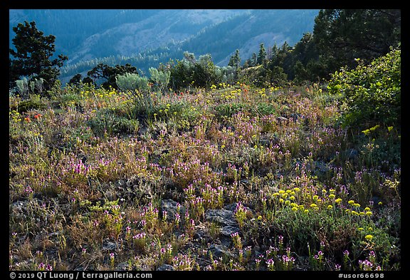 Siskiyou mountain wildflower carpet. Cascade Siskiyou National Monument, Oregon, USA (color)