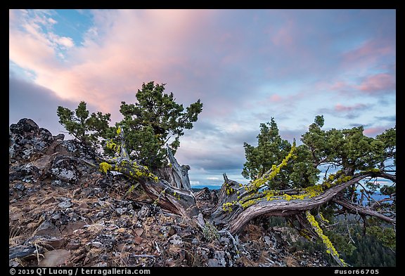 Juniper on thin-soiled rock outcropping, Boccard Point. Cascade Siskiyou National Monument, Oregon, USA (color)