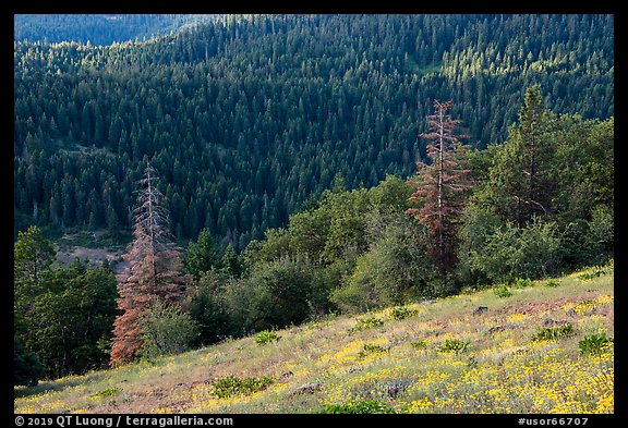 Wildflowers and conifer forest. Cascade Siskiyou National Monument, Oregon, USA (color)
