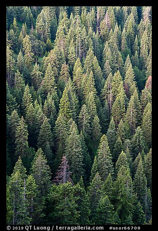 White fir forest from above. Cascade Siskiyou National Monument, Oregon, USA (color)