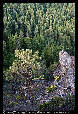 Outcrop, wildflowers, and mixed conifer forest. Cascade Siskiyou National Monument, Oregon, USA (color)