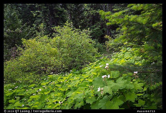Forestand undergrowth with white flowers. Cascade Siskiyou National Monument, Oregon, USA (color)